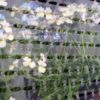 Megaplast vented film around flowers